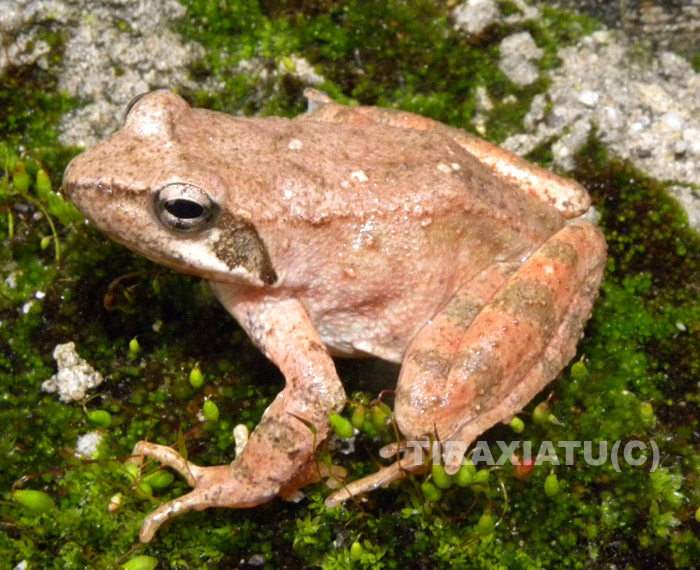 Rana appeninica... in rosa